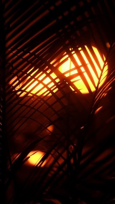A warm lamp glowing through palm leaves